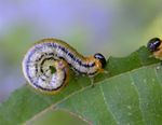 Hemichroa crocea